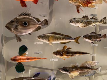 国立科学博物館に投稿された画像（2023/2/18）