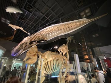 国立科学博物館に投稿された画像（2023/2/18）