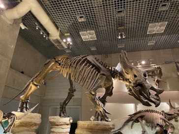 国立科学博物館に投稿された画像（2023/2/18）