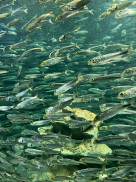 サンシャイン水族館に投稿された画像（2023/2/18）