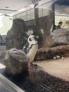 京都水族館に投稿された画像（2023/2/18）