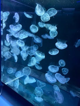 京都水族館に投稿された画像（2023/2/18）