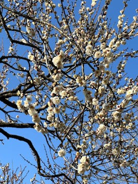 偕楽園本園に投稿された画像（2023/2/18）