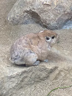 神戸どうぶつ王国に投稿された画像（2023/2/18）