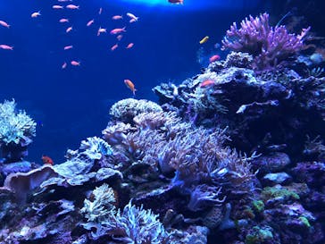 サンシャイン水族館に投稿された画像（2023/2/18）