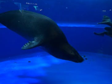 サンシャイン水族館に投稿された画像（2023/2/18）