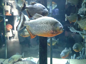 カワスイ 川崎⽔族館に投稿された画像（2023/2/18）