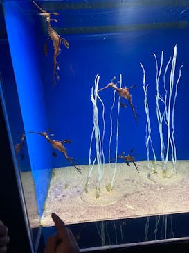 サンシャイン水族館に投稿された画像（2023/2/18）