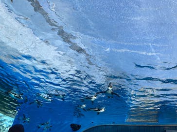 サンシャイン水族館に投稿された画像（2023/2/18）