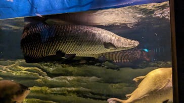 カワスイ 川崎⽔族館に投稿された画像（2023/2/18）