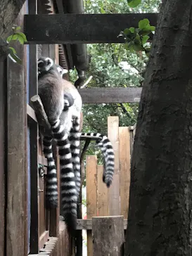 神戸どうぶつ王国に投稿された画像（2023/2/18）