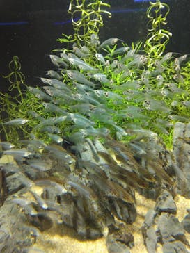 カワスイ 川崎⽔族館に投稿された画像（2023/2/18）