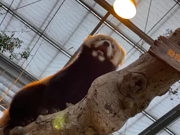 神戸どうぶつ王国に投稿された画像（2023/2/18）