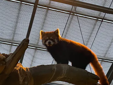 神戸どうぶつ王国に投稿された画像（2023/2/18）