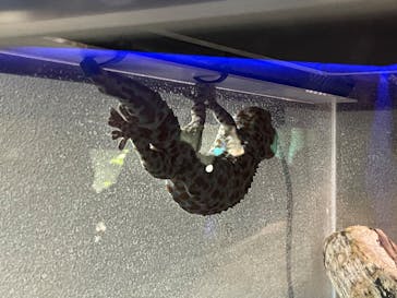 カワスイ 川崎⽔族館に投稿された画像（2023/2/18）