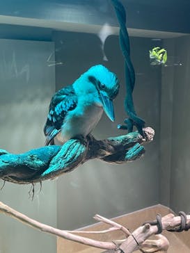 カワスイ 川崎⽔族館に投稿された画像（2023/2/18）