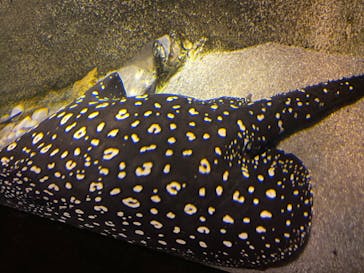 カワスイ 川崎⽔族館に投稿された画像（2023/2/18）