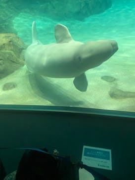 名古屋港水族館に投稿された画像（2023/2/18）