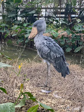 神戸どうぶつ王国に投稿された画像（2023/2/18）