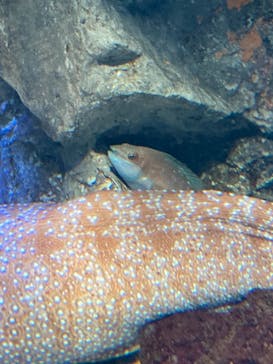 サンシャイン水族館に投稿された画像（2023/2/18）