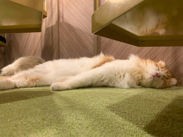 猫カフェモカ　大阪心斎橋店に投稿された画像（2023/2/18）