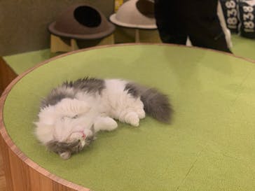 猫カフェモカ　大阪心斎橋店に投稿された画像（2023/2/18）