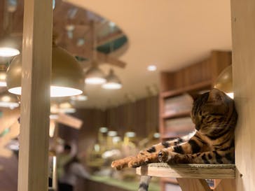 猫カフェモカ　大阪心斎橋店に投稿された画像（2023/2/18）