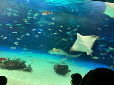 サンシャイン水族館に投稿された画像（2023/2/18）