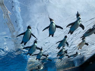 サンシャイン水族館に投稿された画像（2023/2/18）