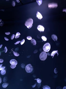 サンシャイン水族館に投稿された画像（2023/2/18）