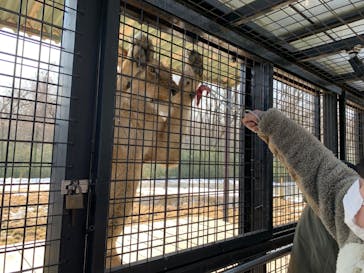 那須サファリパークに投稿された画像（2023/2/18）