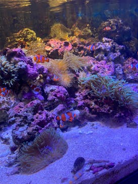 しながわ水族館に投稿された画像（2023/2/16）