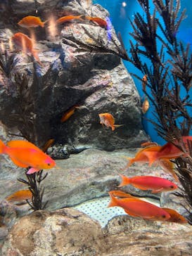 しながわ水族館に投稿された画像（2023/2/16）