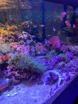 しながわ水族館に投稿された画像（2023/2/16）