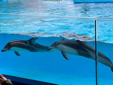 下田海中水族館に投稿された画像（2023/2/19）
