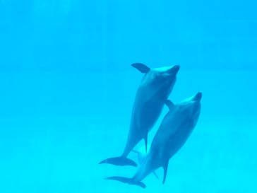 名古屋港水族館に投稿された画像（2023/2/19）