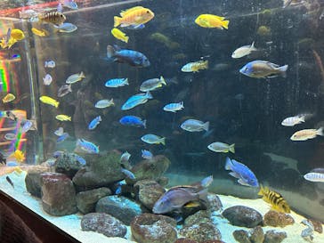 カワスイ 川崎⽔族館に投稿された画像（2023/2/19）