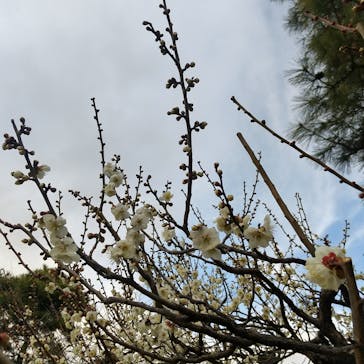 三溪園に投稿された画像（2023/2/19）