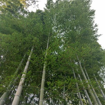 三溪園に投稿された画像（2023/2/19）