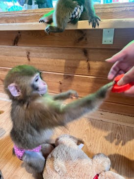 おさるランド＆アニタウン　日光さる軍団劇場に投稿された画像（2023/2/19）