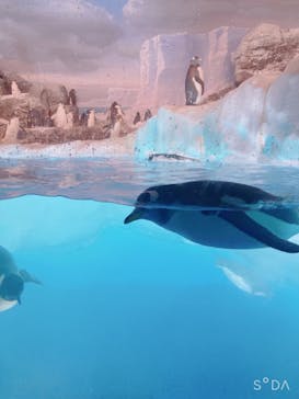 名古屋港水族館に投稿された画像（2023/2/19）