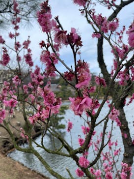 三溪園に投稿された画像（2023/2/19）