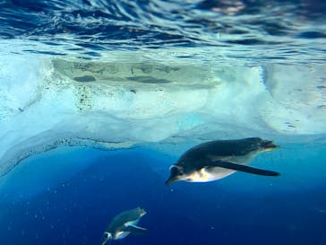 名古屋港水族館に投稿された画像（2023/2/19）