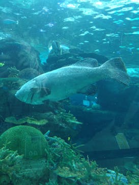 名古屋港水族館に投稿された画像（2023/2/19）