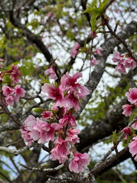 今帰仁城跡に投稿された画像（2023/2/19）