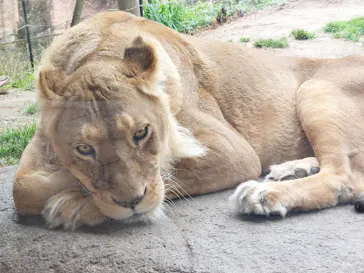 天王寺動物園に投稿された画像（2023/2/19）