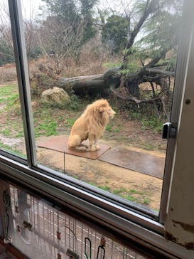 秋吉台自然動物公園 サファリランドに投稿された画像（2023/2/19）