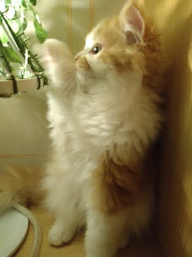 猫カフェモカ　新宿店に投稿された画像（2023/2/19）