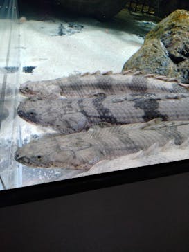 カワスイ 川崎⽔族館に投稿された画像（2023/2/19）