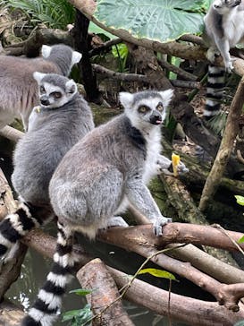 那須どうぶつ王国に投稿された画像（2023/2/19）